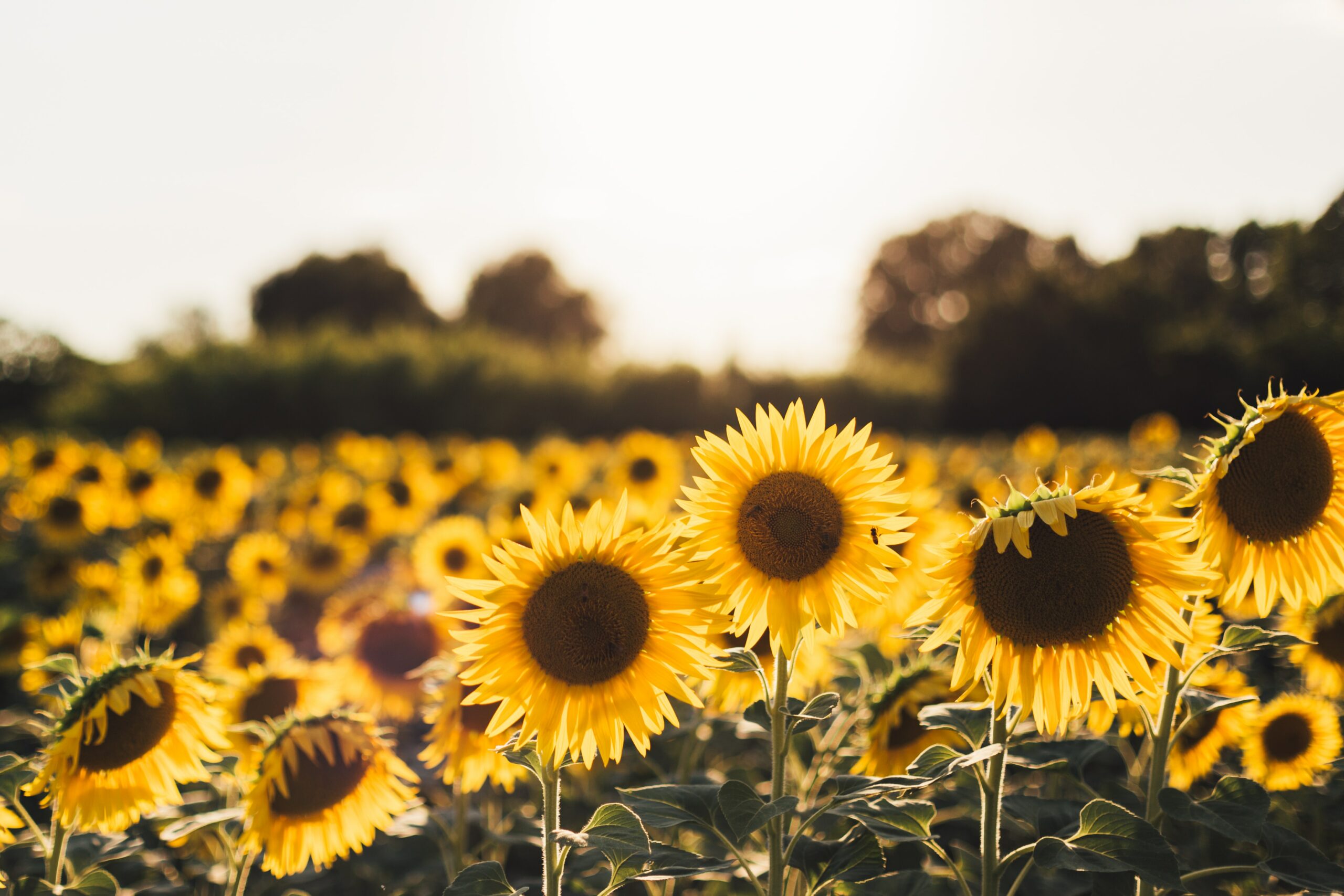 Invisible Disability Awareness: The Sunflower Scheme at SUSU